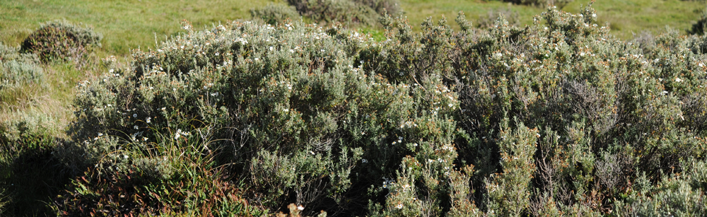 scrub plants, fachine